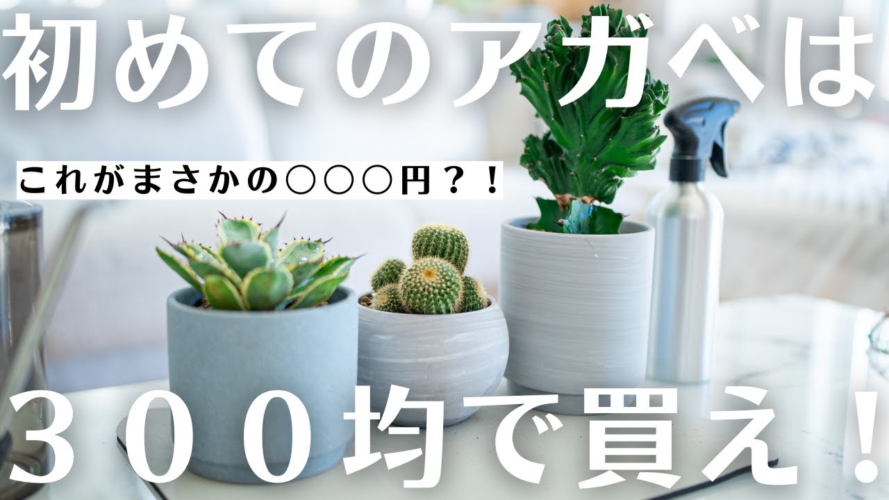 園芸店員が絶対教えてくれない、超お買い得アガベ】アガベ初心者はコレ