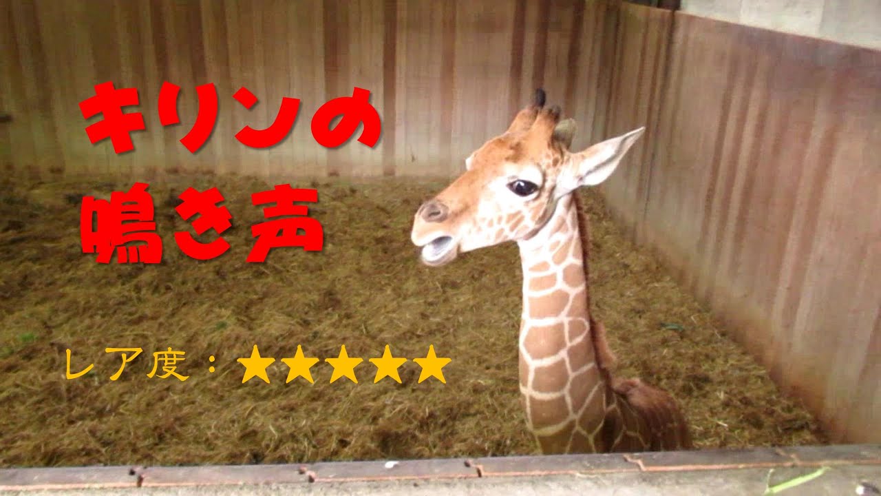 動物図鑑｜キリン - Kids-Zoo（キッズー）