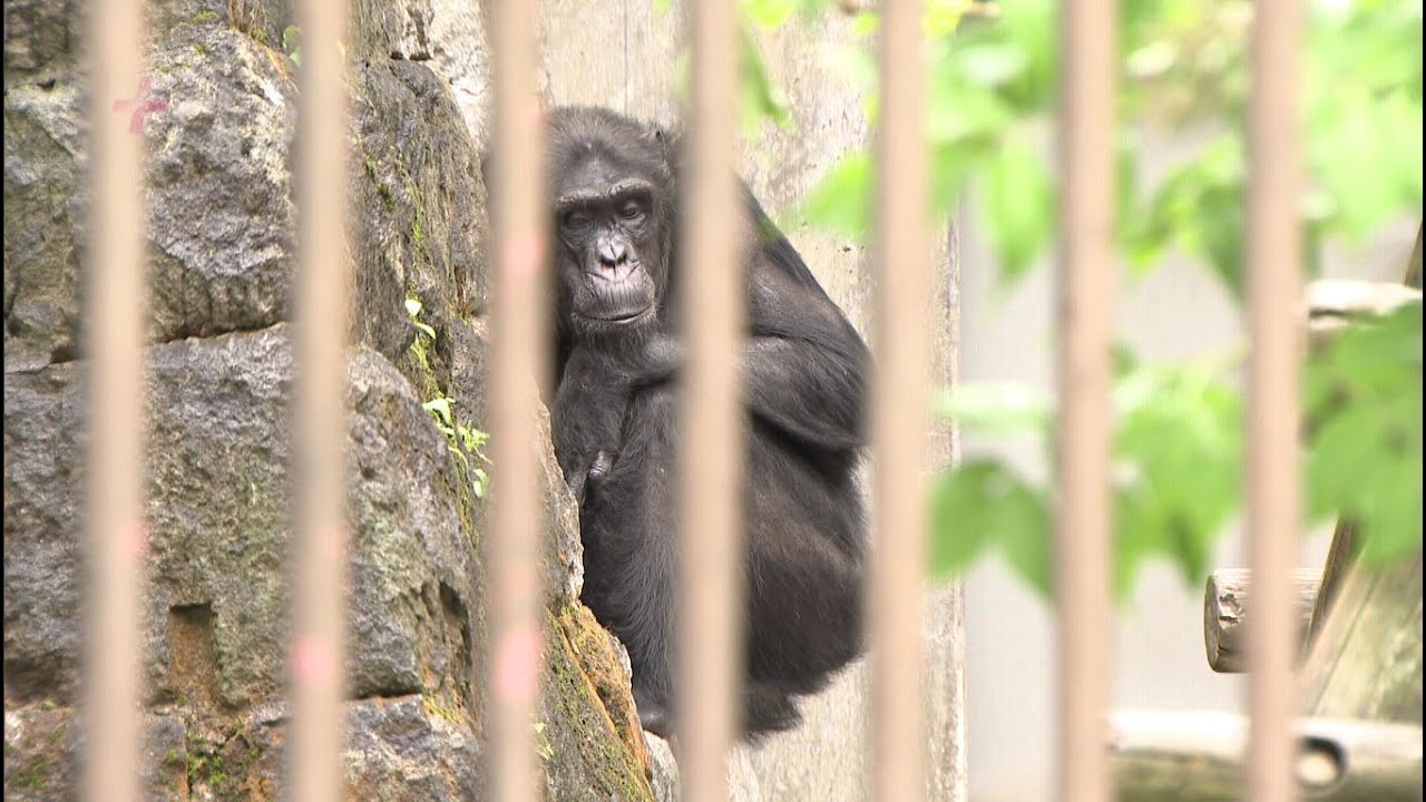 Two new male chimpanzees join Fukuoka City Zoo - first male in six