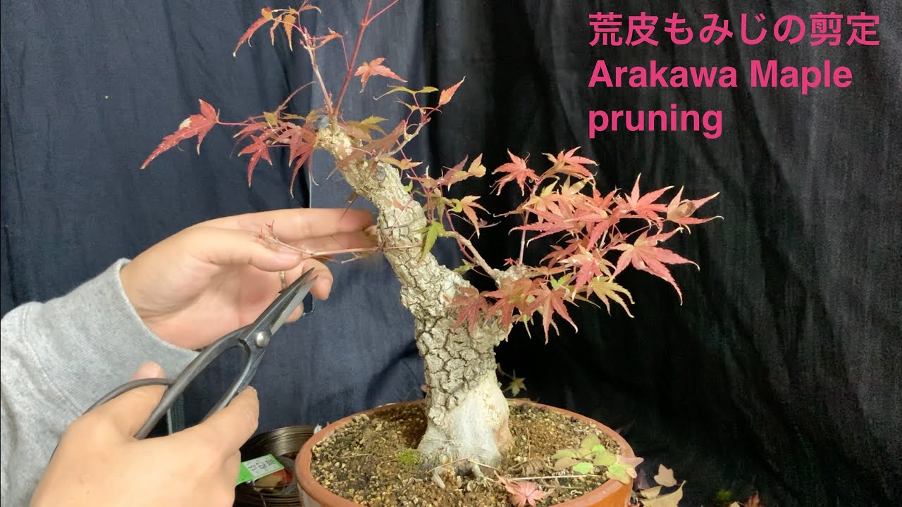 荒皮もみじの剪定 Arakawa maple pruning - YouTube