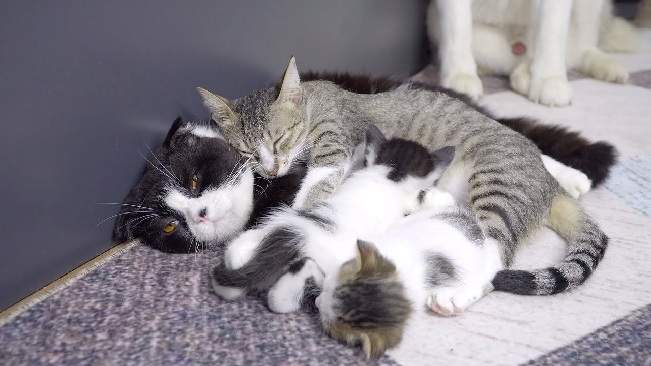 育児で疲れて夫猫に必死で甘える母猫・こんな幸せな猫家族を見たことが
