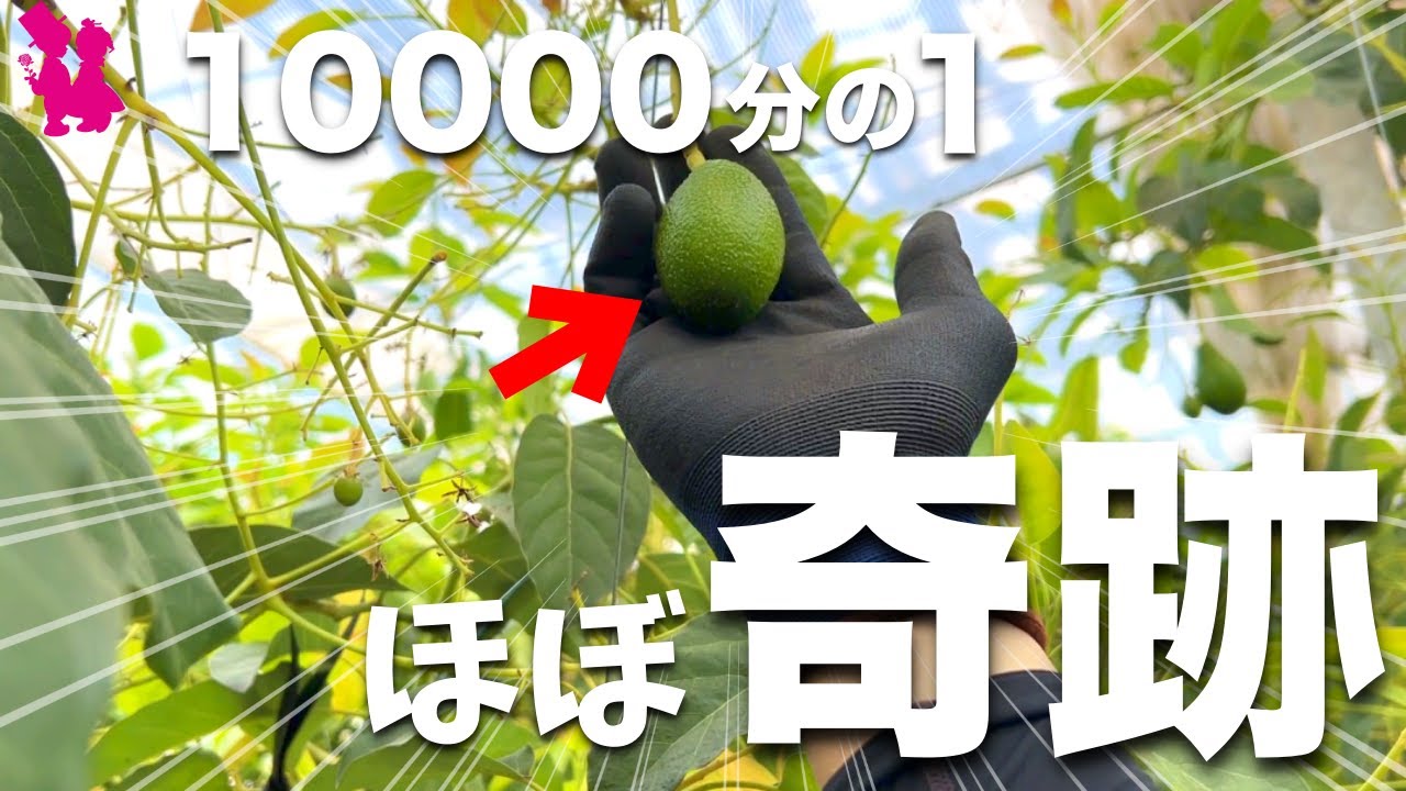 Avocado] A professional farmer explains the dramatic journey it