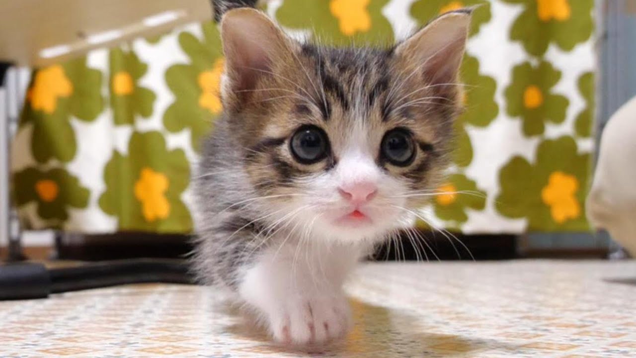 A kitten walking quietly like a ninja [kitten/protected cat] - YouTube