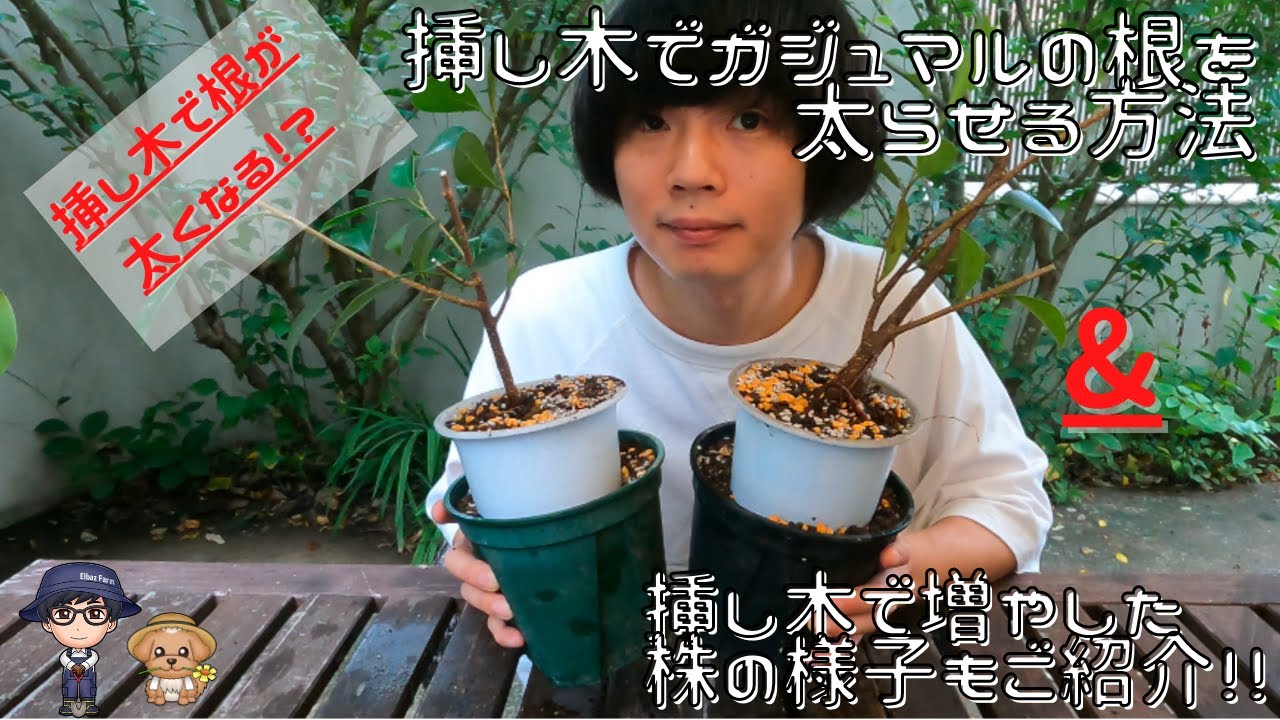 挿し木で増やしたガジュマルの様子と根を太らせる方法 - YouTube