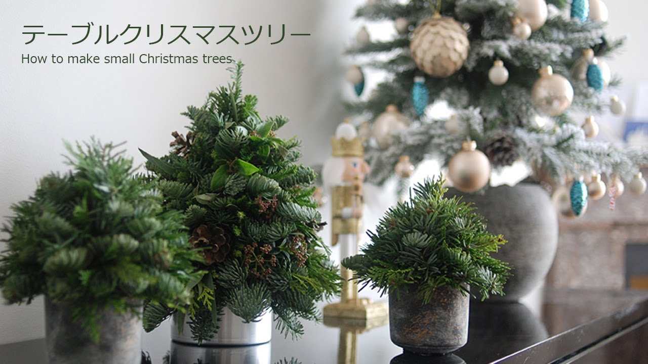 完売【可愛い野生のもみの木さん/クリスマスツリー】樅の木/モミの木
