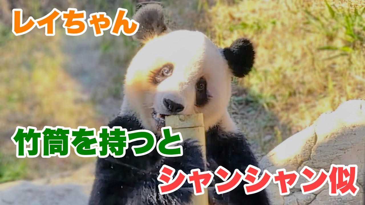 シャオくん、カラフルおやつボックスとプロレス 2025.11.24&19後編