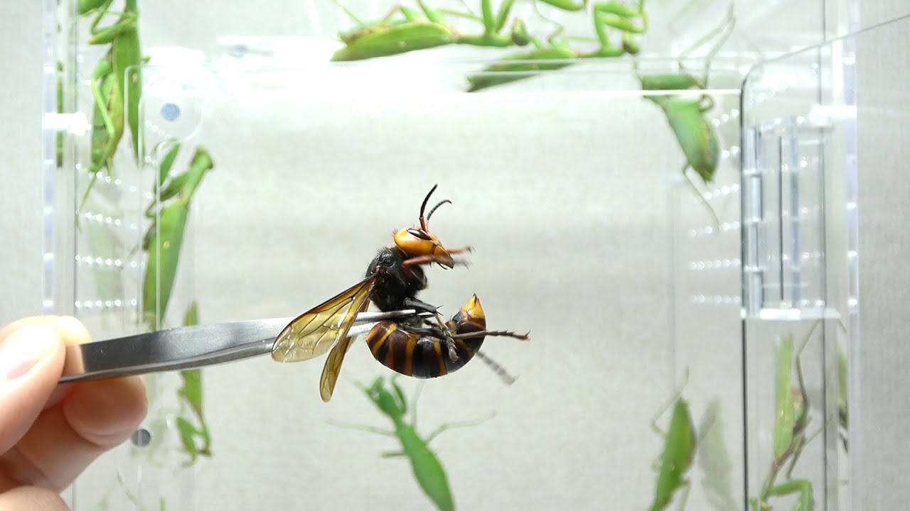 If you release a giant hornet into a group of praying mantises