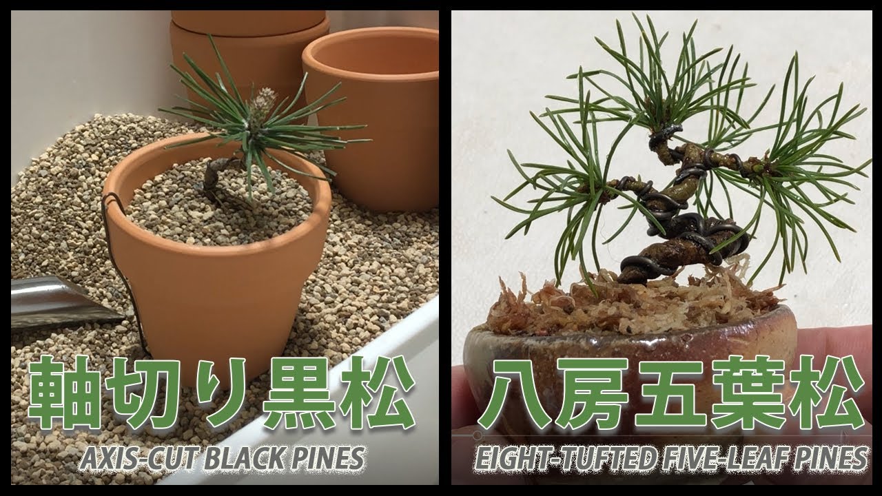 軸切り黒松と八房五葉松の植替え／Replanting of axis-cut black pines