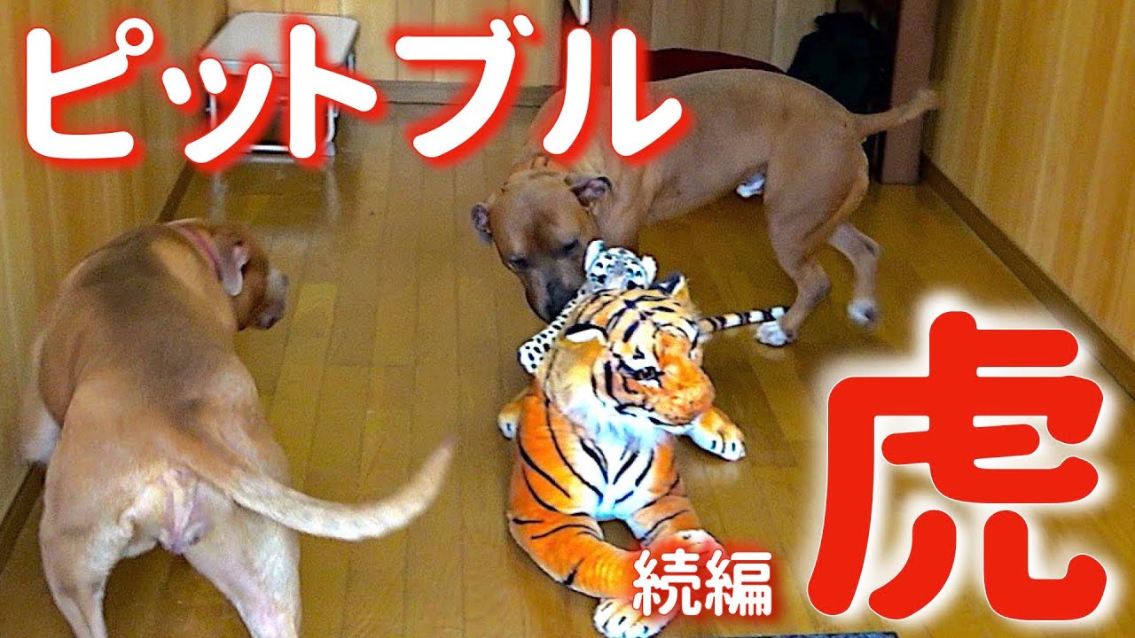Tiger's finished?!] A tiger has come to the facility! How did the