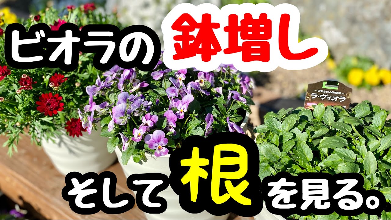 □This is the truth❗️【Repotting】And 