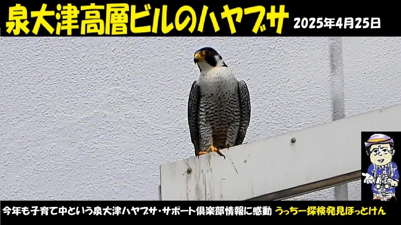 Amazing! Peregrine Falcon Raising in a High-Rise Building, I'm