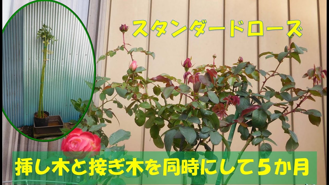 Standard roses grafted from rootstock cuttings and scion