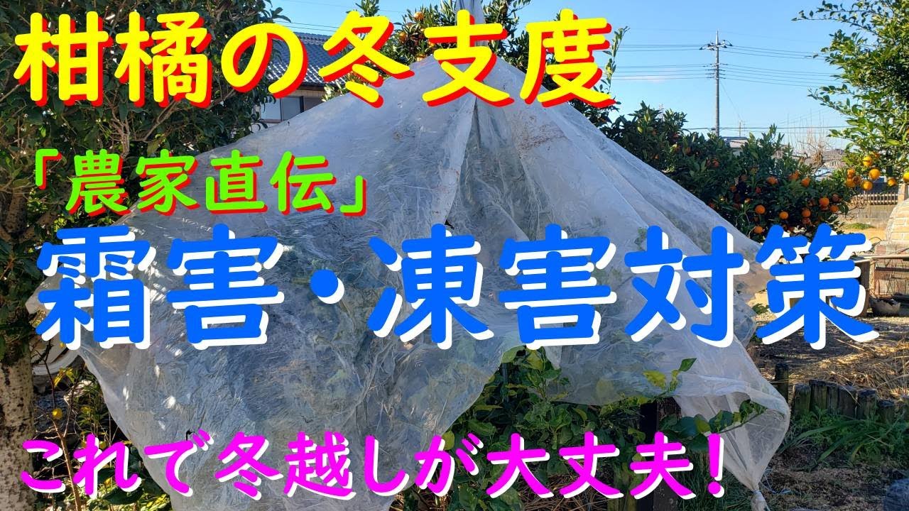 農家直伝」柑橘の防寒対策がこれ！寒風と霜害から守る方法 - YouTube
