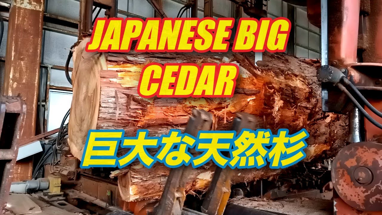 巨大な天然杉の製材・Japanese big cedar sawing!! - YouTube