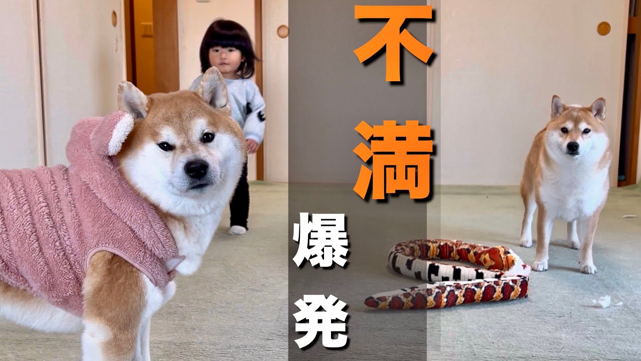 1歳児＆柴犬と一緒に遊ぼうとするも、仲間外れにされ不満爆発する姉
