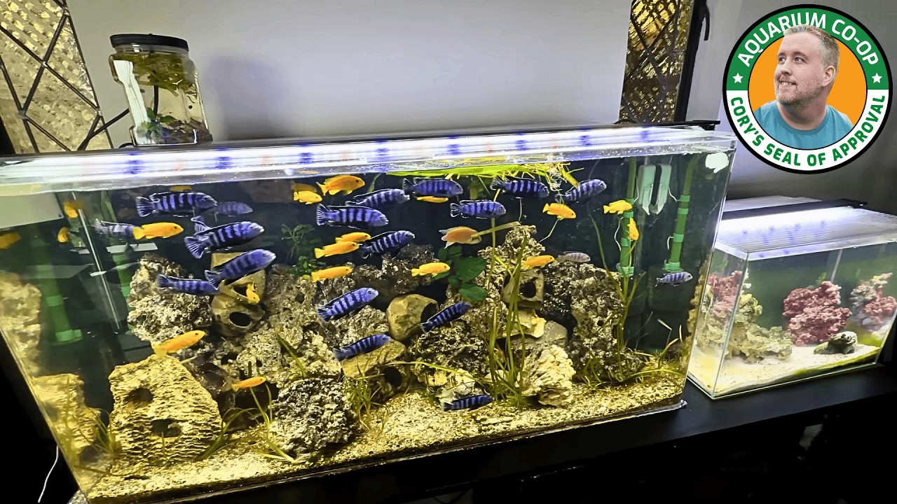 How Zenzo Moved his Fish Tanks - YouTube