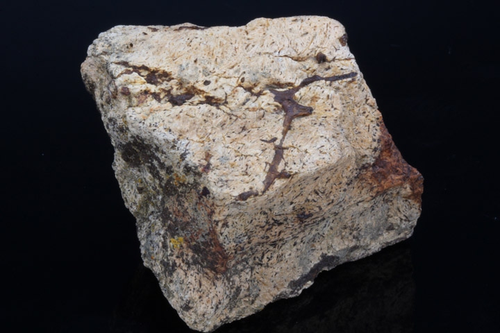 トリケラトプス フリル・セクション｜INTERNATIONAL MINERAL & FOSSIL