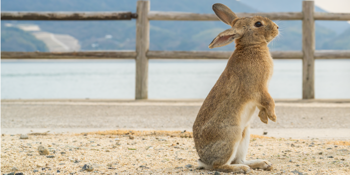瀬戸内の絶景とうさぎに癒やされる！大久野島ヒーリングトリップ