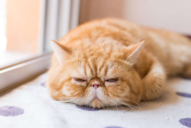 エキゾチックショートヘアってどんな猫？ 歴史やカラダの特徴について