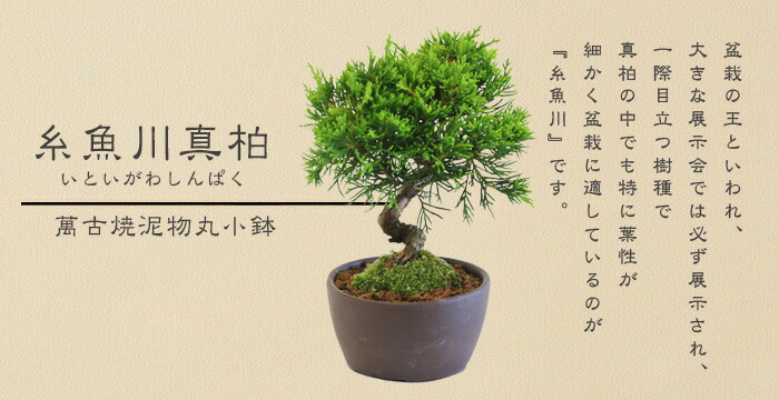 楽天市場】【即日出荷可！】ミニ盆栽：糸魚川真柏（曲・5年生）* (萬古