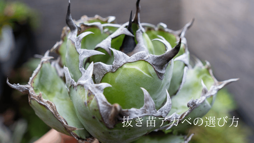 抜き苗アガベの選び方～初級～ | mana's farm:塊根植物・アガベ