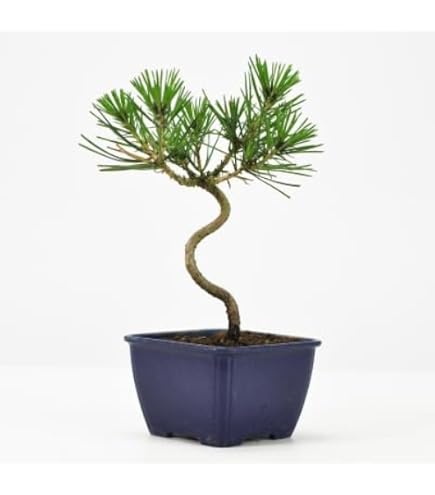 Amazon｜樹高17㎝ 真柏 小 盆栽 黒松 五葉松 赤松 梅 桜 紅葉 楓 薔薇
