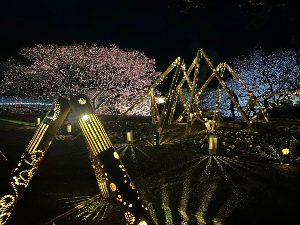 南伊豆で4日間限定の「夜桜と竹あかり」 竹の器で食事を楽しむフェアも
