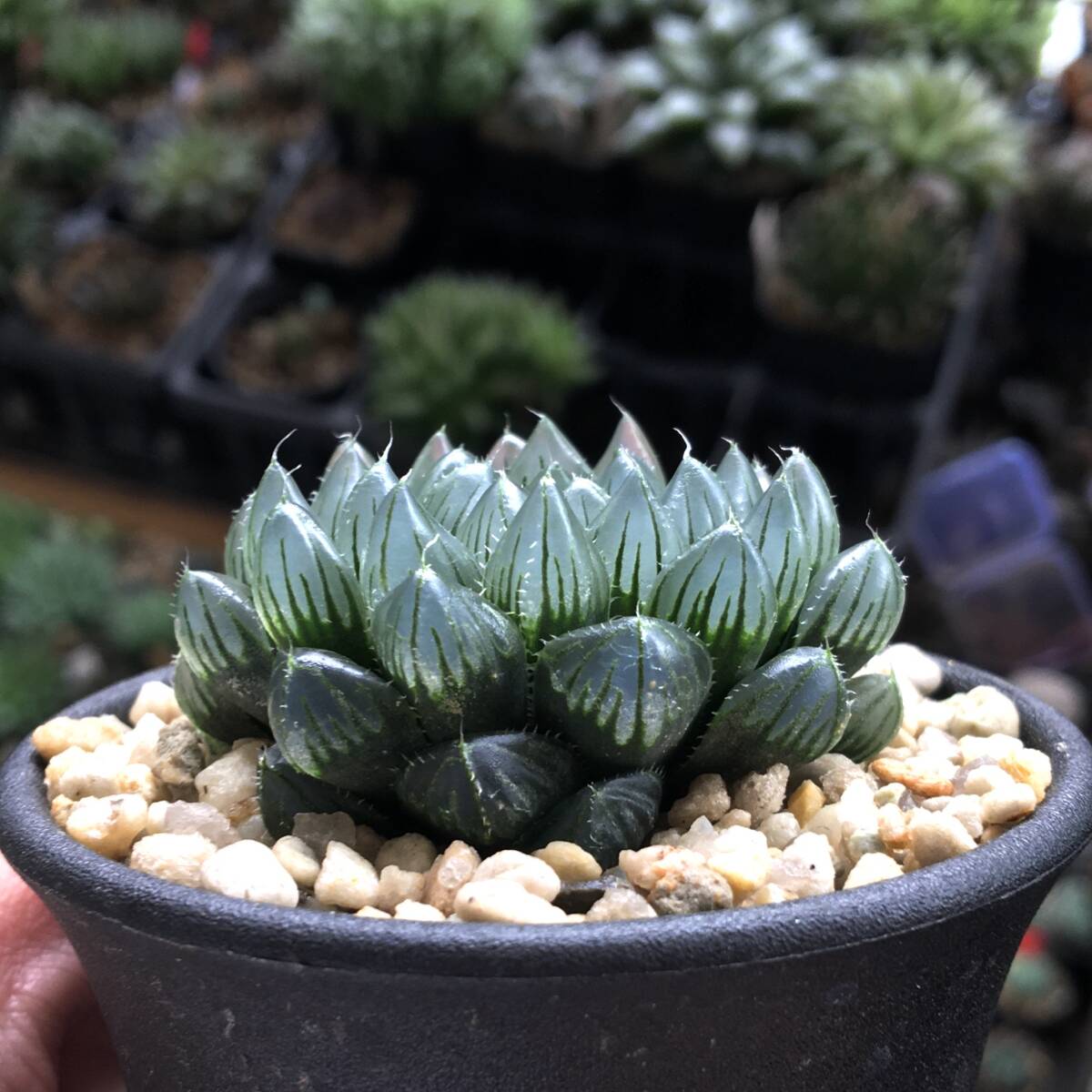 多肉植物 多肉植物 ハオルチア 三仙寿錦 ハオルシア 三仙寿錦 σハオルシア