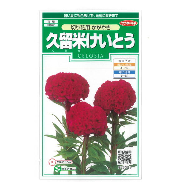 園芸ネット本店｜ケイトウ：久留米ケイトウ（切り花用）かがやき