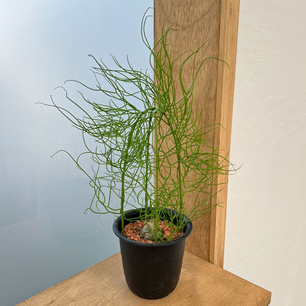 園芸ネット本店｜ソウカクデン 3号鉢植え の通販【公式】