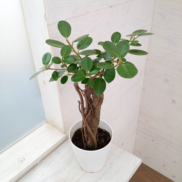 園芸ネット本店｜ガジュマル：パンダガジュマル 5号鉢植え の通販【公式】