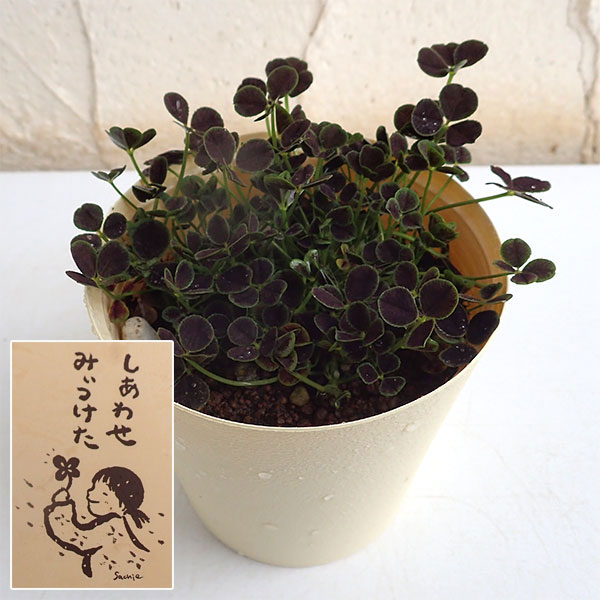 園芸ネット本店｜クローバー：四つ葉のクローバー・黒葉(しあわせ みぃ