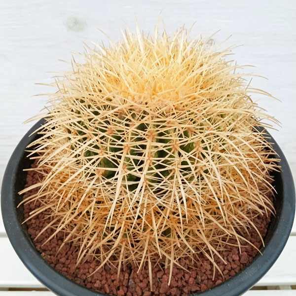 園芸ネット本店｜サボテン：金シャチ（キンシャチ・金鯱）8号鉢植え