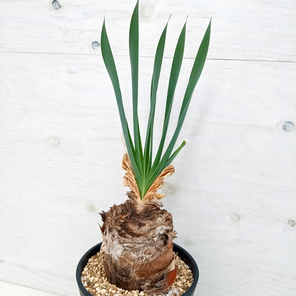 園芸ネット本店｜ブーファン：ディスティチャ 6号鉢植え の通販【公式】