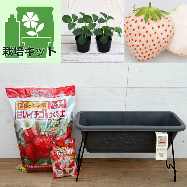 園芸ネット本店｜[26年3月中下旬予約]いちご栽培セット（プランター