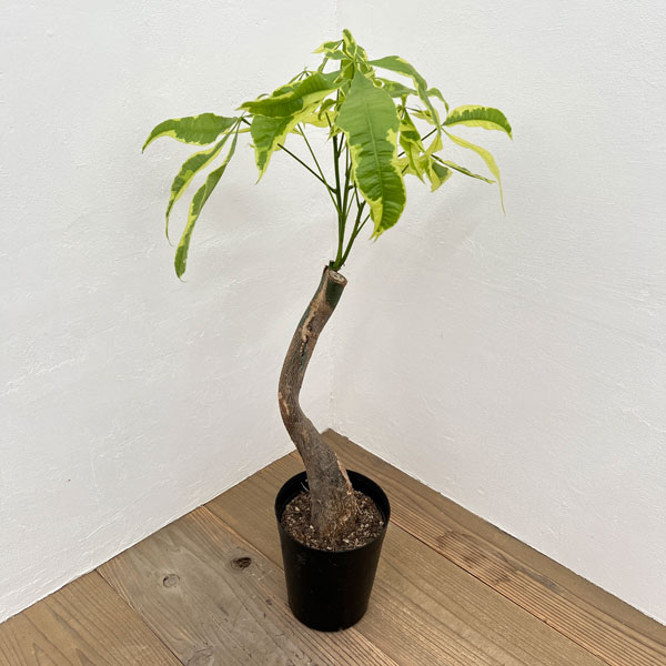 園芸ネット本店｜パキラ：ムーンライト 6号鉢植え24-02 の通販【公式】