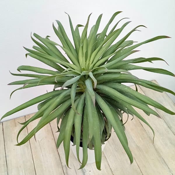 園芸ネット本店｜ユッカ：デスメティアーナ コンパクタ 5号鉢植え の