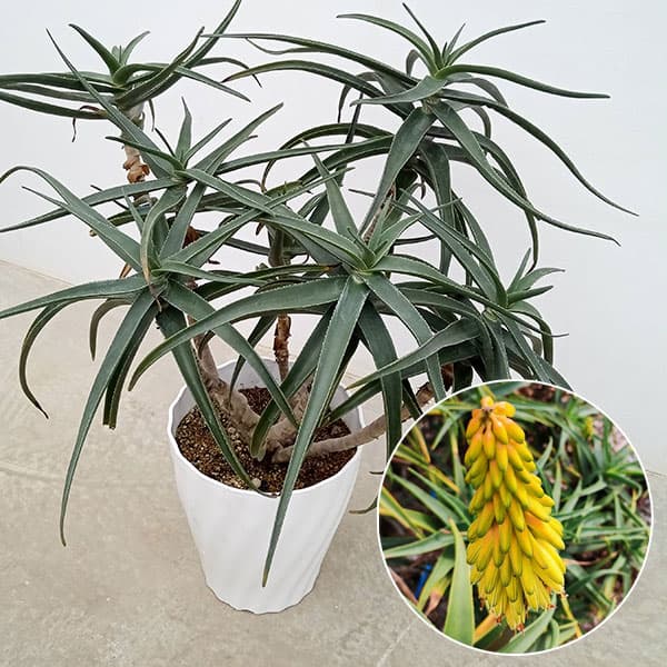 園芸ネット本店｜アロエ：ストリアツラ 8号鉢植え の通販【公式】