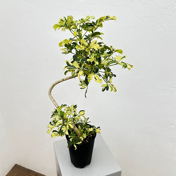 園芸ネット本店｜シェフレラ：ジェニーネ 4号鉢植え の通販【公式】