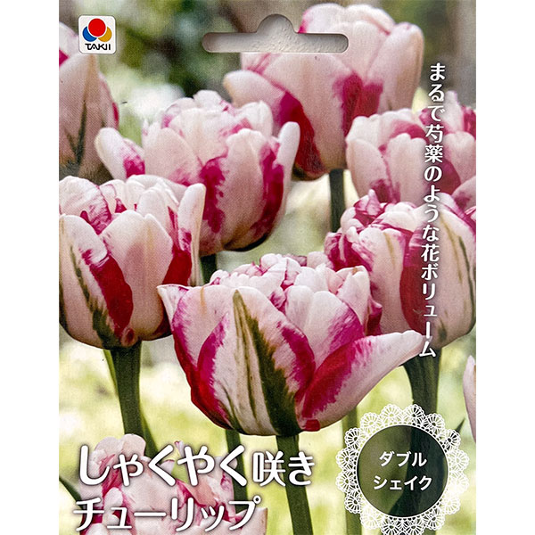園芸ネット本店｜チューリップ（八重咲き）：ダブルシェイク 2球入り