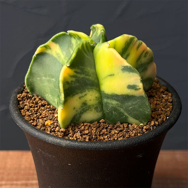 園芸ネット本店｜サボテン：アストロフィツム ランポー錦 2.5号鉢植え