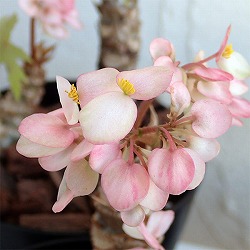 園芸ネット本店｜ペラルゴニウム：ミラビレ（挿し木）2.5号鉢植え の