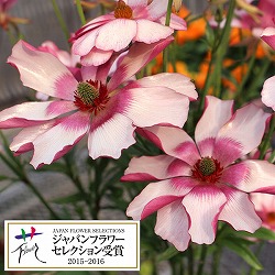 園芸ネット本店｜ラナンキュラス：ラックス イーシス5号鉢植え の通販