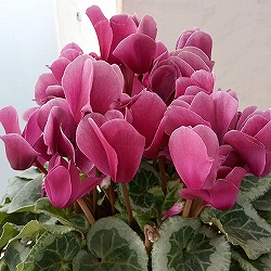 園芸ネット本店｜シクラメン：ルチア パープル5号鉢植え フレンチ