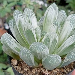 園芸ネット本店｜ハオルチア：ブルーレンズオブツーサ錦2.5号鉢植え の