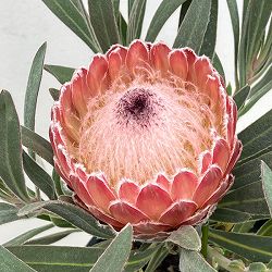園芸ネット本店｜プロテア：フロステッドファイヤー 7号鉢植え25-01 の