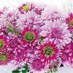 園芸ネット本店｜[26年5月中下旬予約]手間なし菊苗：7月咲き小菊：桃系