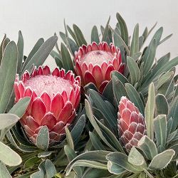 園芸ネット本店｜プロテア：ジュリエット7号25-05（5F） の通販【公式】