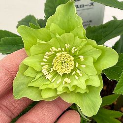 園芸ネット本店｜花郷園さんのクリスマスローズ：26-29セミダブル4.5号