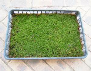 園芸ネット本店｜コケ（苔）：ハイゴケ（這苔）55cm×36cmトレー入り の